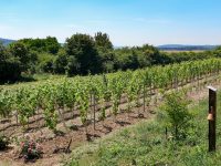 Sommerfest der Weinbruderschaft-1670 Steinau a.d.Str.