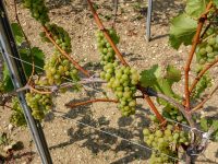 Weinbergführungen